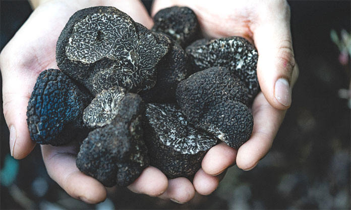 What Do Truffles Taste Like? Is It Delectable?