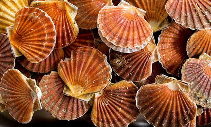 What Are Scallops?