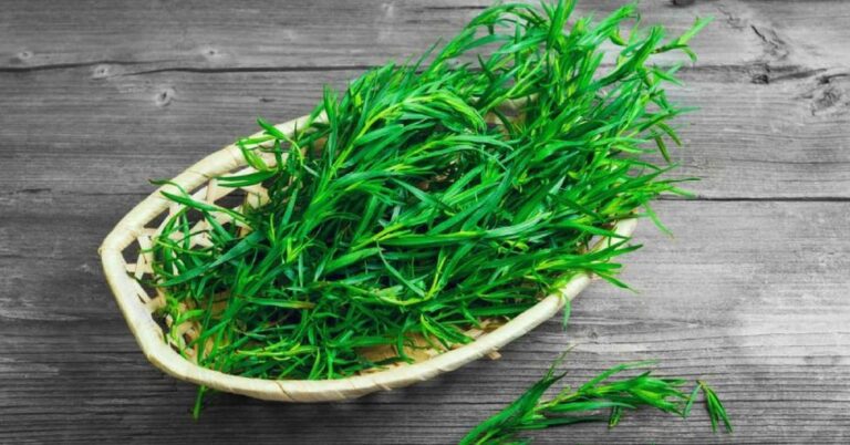 4 Best Tarragon Substitutes for Cooking Recipes