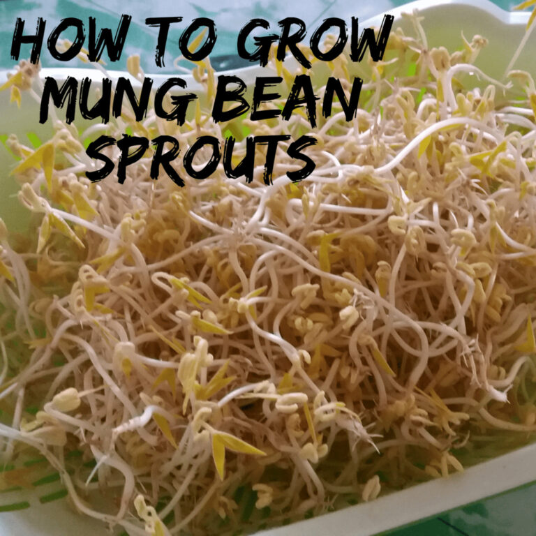 How to Store Mung Bean Sprouts